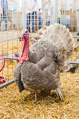 Image showing Big beautiful turkey , close-up