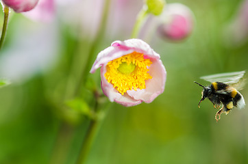 Image showing Pale pink flower Japanese anemone, close-up