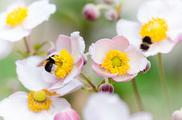 Image showing a bee collects pollen from flower, close-up