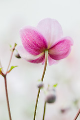 Image showing Pale pink flower Japanese anemone, close-up