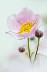 Image showing Pale pink flower Japanese anemone, close-up