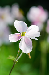 Image showing Pale pink flower Japanese anemone, close-up