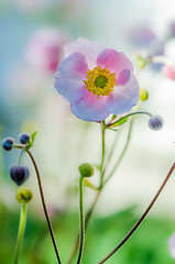 Image showing Pale pink flower Japanese anemone, close-up