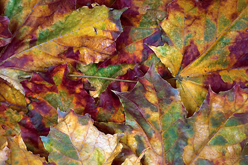 Image showing Autumn dry maple-leafs background