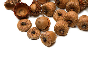 Image showing Autumn acorns from oak