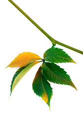 Image showing Multicolor autumn twig of grapes leaves, parthenocissus quinquef