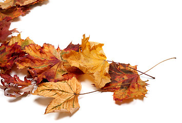 Image showing Autumn multicolor maple leafs