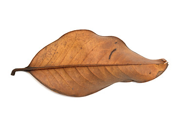 Image showing Dried autumn leaf of magnolia