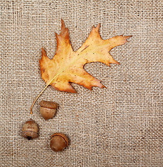 Image showing Autumn dried leaf of oak and three acorns on sack cloth