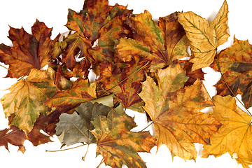 Image showing Autumn dried maple leafs