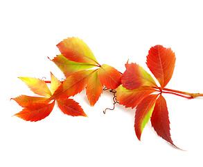 Image showing Red autumn twig of grapes leaves 