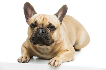 Image showing Beautiful french bulldog dog