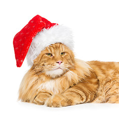 Image showing Big ginger cat in christmas hat