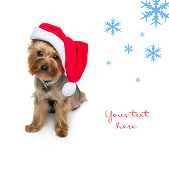 Image showing Yorkshire terrier dog in christmas cap