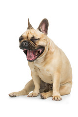 Image showing Beautiful french bulldog dog