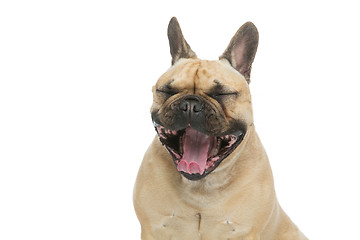 Image showing Beautiful french bulldog dog