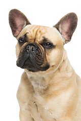 Image showing Beautiful french bulldog dog