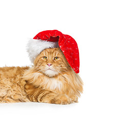 Image showing Big ginger cat in christmas hat