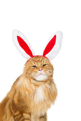 Image showing Big ginger cat in christmas rabbit ears head rim