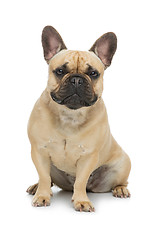 Image showing Beautiful french bulldog dog