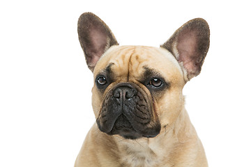 Image showing Beautiful french bulldog dog