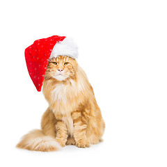 Image showing Big ginger cat in christmas hat