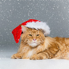 Image showing Big ginger cat in christmas hat