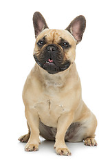 Image showing Beautiful french bulldog dog