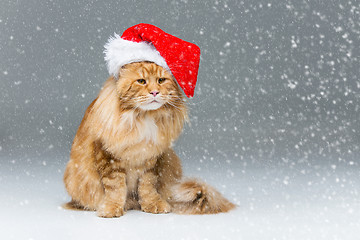 Image showing Big ginger cat in christmas hat