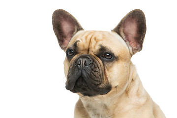 Image showing Beautiful french bulldog dog