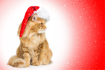 Image showing Big ginger cat in santa cap looking the side