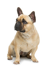Image showing Beautiful french bulldog dog