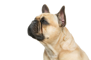 Image showing Beautiful french bulldog dog