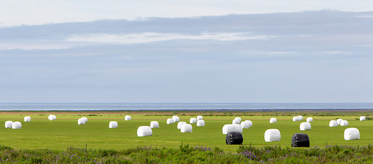 Image showing Hay bales sealed with plastic wrap