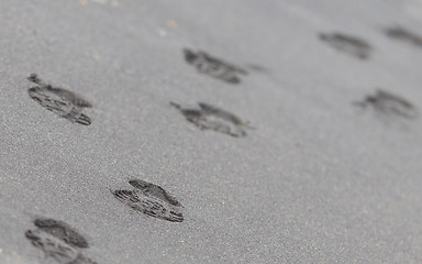 Image showing Footsteps on an Icelandic beach