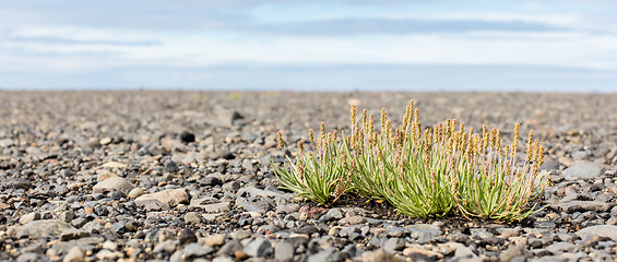 Image showing Plant growing on black sand - Iceland