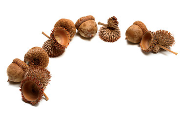 Image showing Autumn oak acorns