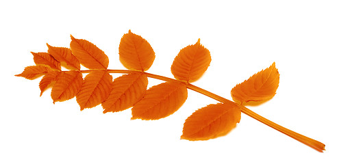 Image showing Autumn rowan leaves