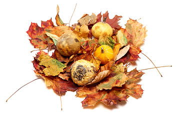 Image showing Small decorative pumpkins on autumn leafs