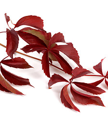 Image showing Branch of dark red autumn grapes leaves (Parthenocissus quinquef