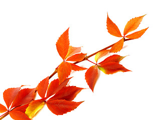 Image showing Red autum branch of grapes leaves (Parthenocissus quinquefolia f