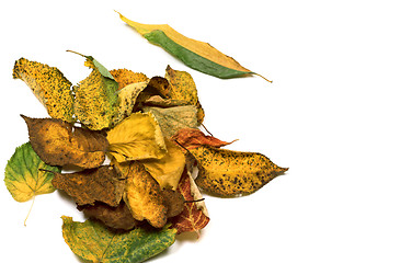 Image showing Autumn dried leafs