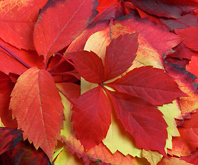 Image showing Natural background of multicolor autumn leafs