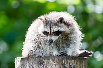 Image showing Adult racoon on a tree