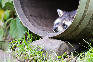 Image showing Racoon in a barrel, resting