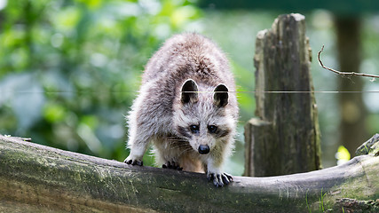 Image showing Adult racoon on a tree