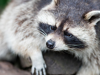 Image showing Adult racoon on a tree