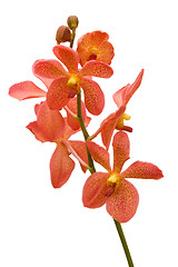 Image showing Orange Orchid