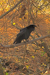 Image showing Raven black  wise bird