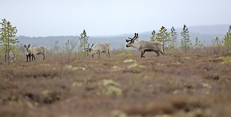 Image showing leader of reindeer herd is kept between herd and man